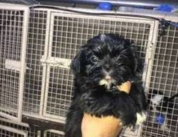 شيتزو جرو للبيع Shihtzu puppy for sale