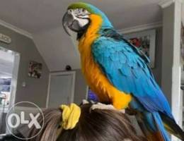 Bird parrot