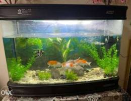 40 gallon fish tank for sale for LOW PRICE
