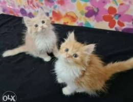 Kittens 2 Month