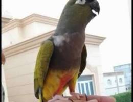 Patagonia Conure