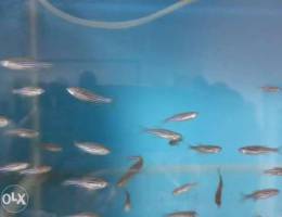 Zebra danio fish available home breeding
