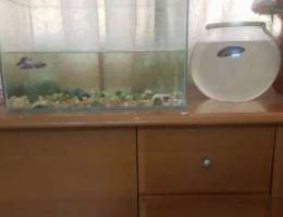 Fish aquarium..collect after 1month