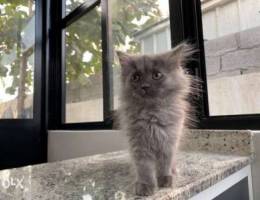 قطة انثى من نوع Turkish Angora pure ‏‎‏‎