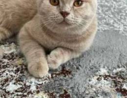 British shorthair 6 months old (male)