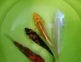 Fish for sell