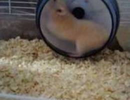 Hamster هامستر مع القفص و الوود شبس