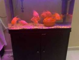 Fish tank with red parrot fish for sale