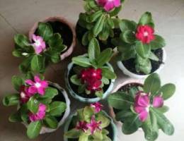 Vinca plant - 6 different colors with 7pot...