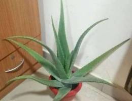 Aloe Vera Plant