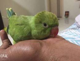 Friendly Baby parrot with cage for sale