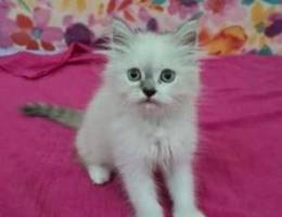 2 months Male Himalayan Ragdoll