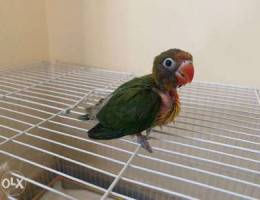 hand tamed, fisher’s baby bird with cage