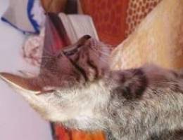 Kitten for adoption for 3 weeks due to tra...