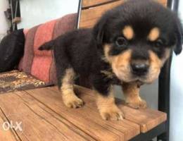 Lovable Rottweiler puppies for sale