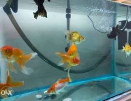Aquarium with fishes, heater, motor filter...