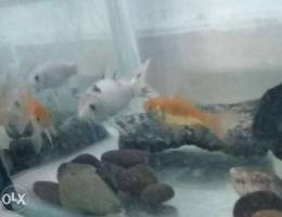 Fish tank and fish for sale