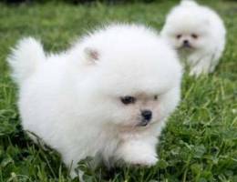 Charmy Pomeranian puppies Available