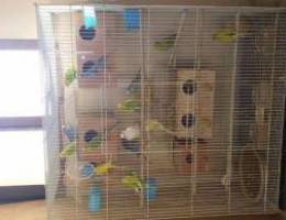 Lovebirds for sale with cage