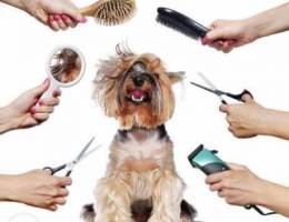 looking for a pet groomer