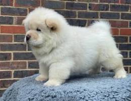 Whatsapp me (+2557 8610 0843) Excellent Chow Chow Puppies