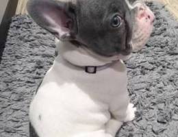 French Bull Dog for Free