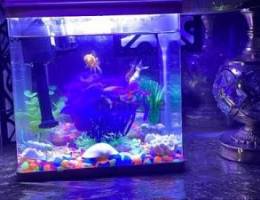 aquarium with 3 gold fishes  for sale