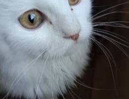 white shirazi cat for sell