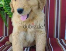 Golden Retreiver. . WhatsApp : ‪+1 (909) 315‑3853‬