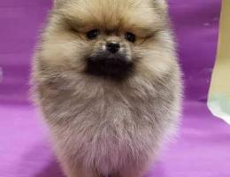 Pomer. anian  male puppy for sale. . WhatsApp : ‪+1 (909) 315‑3853‬