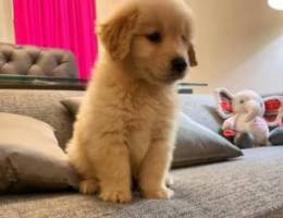 Trained G-Retriever puppy for sale