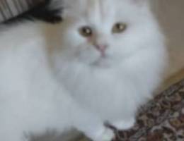قطة شيرازي انثي جميلة
