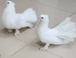 Beautiful white pigeon couple with a big Cage and egg pot