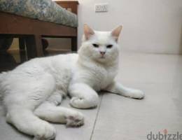 White Male Cat (9 months old)
