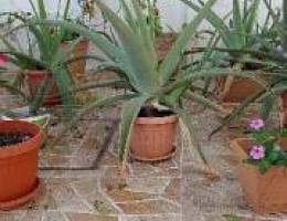 Aloe Vera Plant For Sale
