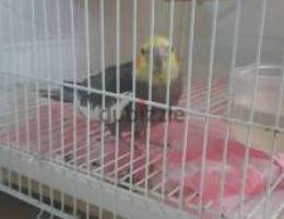 Cockatiel Bird with cage for sale