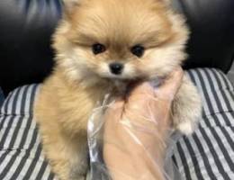 Cream Male Pomeranian for sale