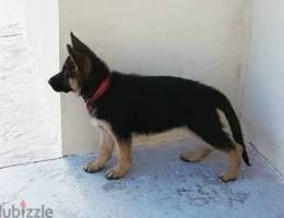 Male German Shepherd puppy for sale