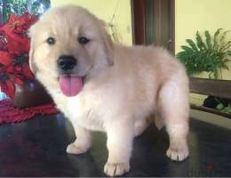 Trained Golden Retriever for sale
