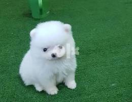 Whatsapp me (+2557 8610 0843) Pomeranian Puppies