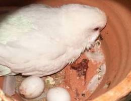 طيور بادجي للبيع محليات  زوج وتحت بيض سعرالطير 7 ريال البيع
