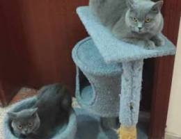 For Sale : Blue British Shorthair cats