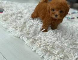 Mini Toy Poodle for Avaliable