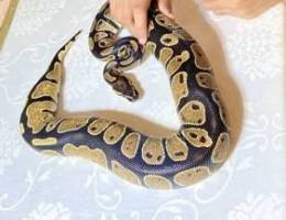 Python snake for sale 200 riyal