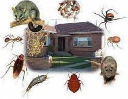 pest control and termite control