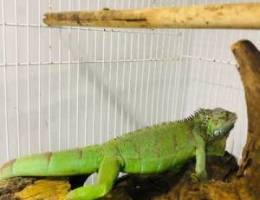 2 Iguana Green_Male and Female