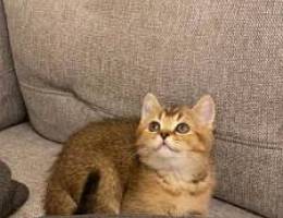 British Short-hair kitten - بريتش شورت هير