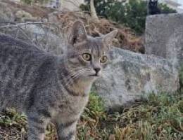 Gray cat for adoption