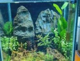 selling planted aquarium