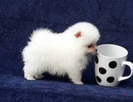 Whatsapp me (+407 0120 8146) Pomeranian Puppies
